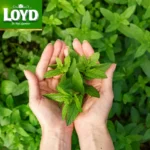 Loyd Pure Peppermint, 40 Tea Bags 60g, organic ingredients, available at teas.co.uk