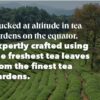 Www-Teas-Co-Uk-Pg-Tips-Gold-Special-Blend-70-Tea-Bags-203G-8720608039623-Our-Tea-Being-Grown-Lifestyle Pg Tips Gold Special Blend, 70 Tea Bags 203G