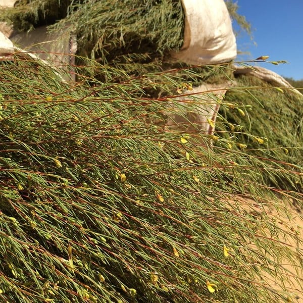 Dragonfly Organic Earl Grey Rooibos, 40 Tea Bags 100G, Organic Rooibos Ingredient Visual, Available At Teas.co.uk