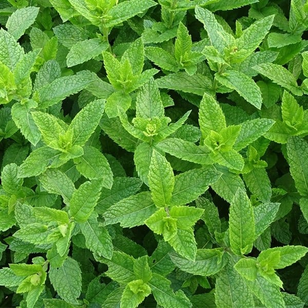 Dragonfly Organic Three Mint Medley, 40 Tea Bags 100G, Fruit And Herbal Tea, Dragonfly Teas Limited. Sold By Teas.co.uk.