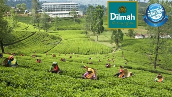 Dilmah Ceylon Pure Green Loose Leaf Tea, 100G, Our Award Winning Tea Gardens, Available At Teas.co.uk