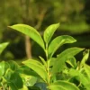 Www-Teas-Co-Uk-Twinings-Darjeeling-Tea-International-Blend-25-Tea-Bags-50G-0721866406453-Live-Tea-Plant Twinings Darjeeling Tea (International Blend), 25 Tea Bags 50G