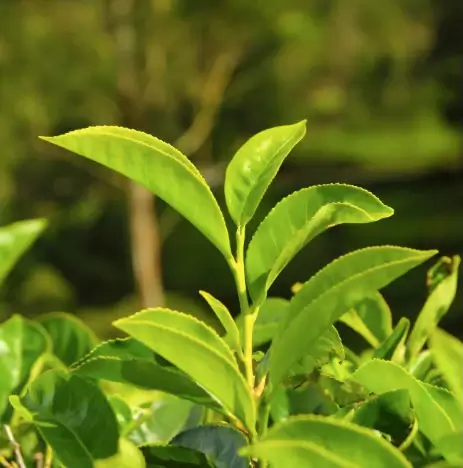Www-Teas-Co-Uk-Twinings-Darjeeling-Tea-International-Blend-25-Tea-Bags-50G-0721866406453-Live-Tea-Plant Twinings Darjeeling Tea (International Blend), 25 Tea Bags 50G