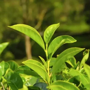 Twinings Vanilla Flavoured Black Tea (International Blend), 20 Tea Bags 32g, our premium tea crops, available at teas.co.uk