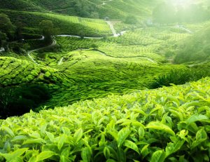 Twinings Vanilla Flavoured Black Tea (International Blend), 20 Tea Bags 32g, our tea gardens, available at teas.co.uk