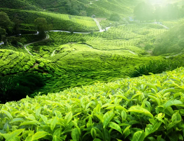 Www-Teas-Co-Uk-Twinings-Vanilla-Flavoured-Black-Tea-International-Blend-20-Tea-Bags-32G-5055953903354-Our-Tea-Gardens Twinings Vanilla Flavoured Black Tea (International Blend), 20 Tea Bags 32G