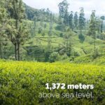 Dilmah Premium Ceylon Black, 25 Tea Bags 50g, Black Tea, MJF Holdings Ltd. Sold by teas.co.uk.